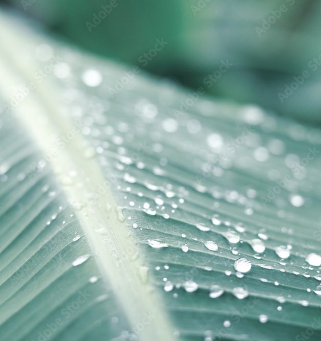 Grünes Blatt mit Wassertropfen
